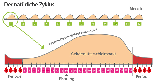 menstruationszyklus menstruation